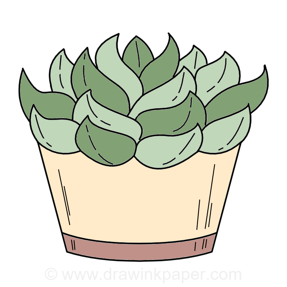 Drawing: Succulent Plant